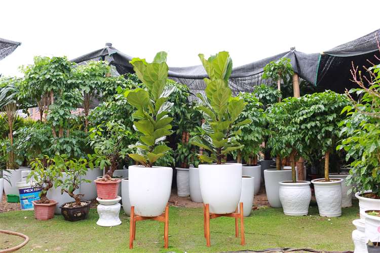 Cây cảnh văn phòng tại Hà Nội