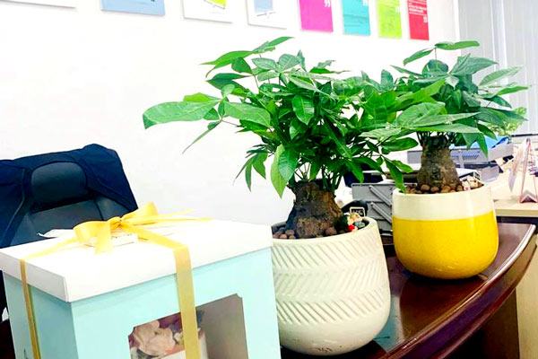 Cây nội thất phòng khách 