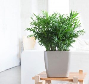 Cây cảnh phong thủy trong văn phòng