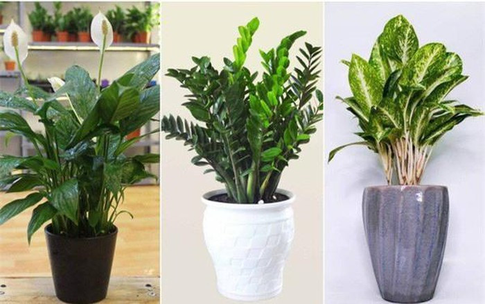Cây cảnh phong thủy trong văn phòng