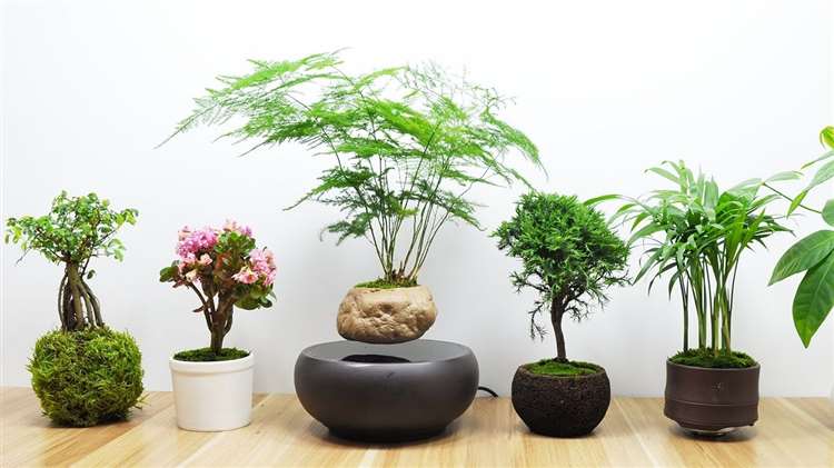 Cung cấp cây cảnh văn phòng