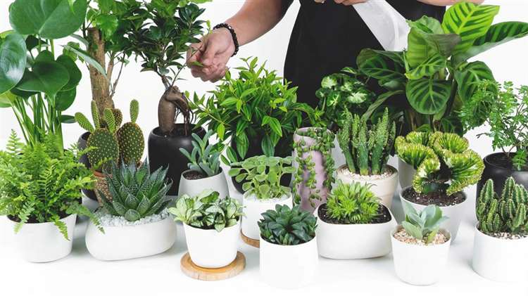 Cung cấp cây cảnh văn phòng