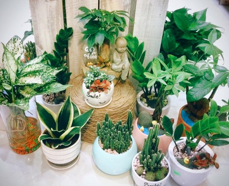 Cung cấp cây cảnh văn phòng