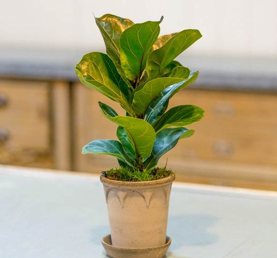 Cây cảnh để bàn phong thủy