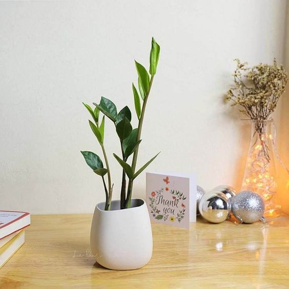 Cây cảnh phong thủy văn phòng