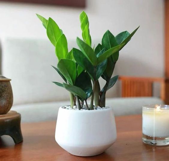 Cây cảnh để bàn phong thủy