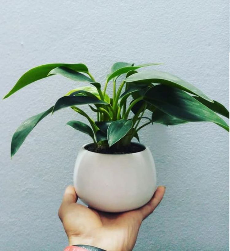 Cây cảnh phong thủy trong phòng khách