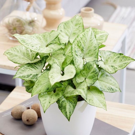 Cây cảnh để bàn phong thủy