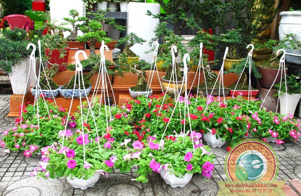 Hoa dạ yến thảo các màu