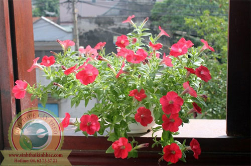 Hoa dạ yến thảo