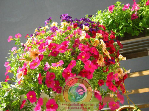 Hoa dạ yến thảo màu hồng