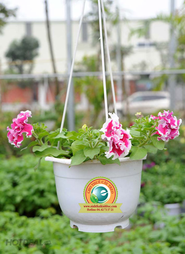 Hoa trao dạ yến thảo