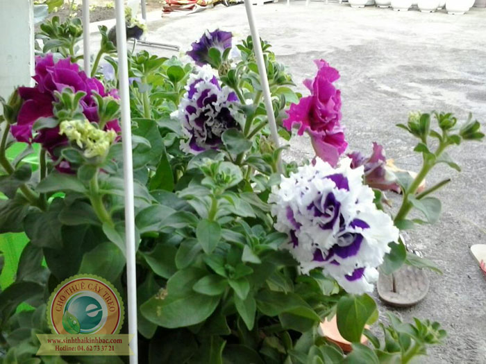 Hoa dạ yến thảo kép các màu