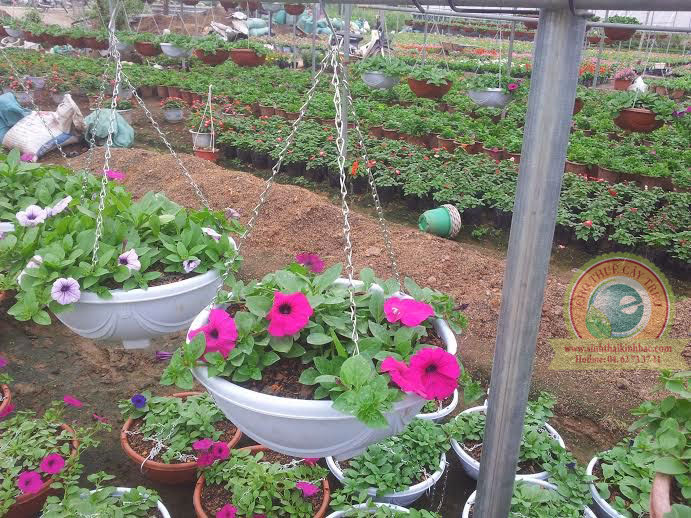 Hoa treo dạ yến thảo tại vườn