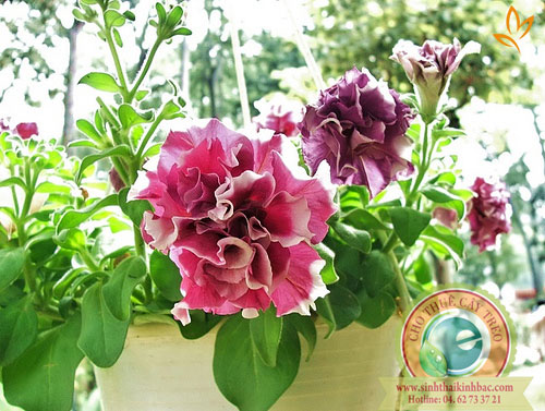 Hoa dạ yến thảo kép tím viền trắng