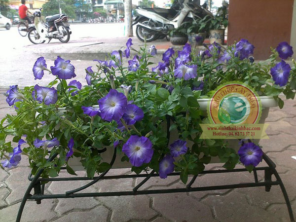 Hoa dạ yến thảo tím xanh 