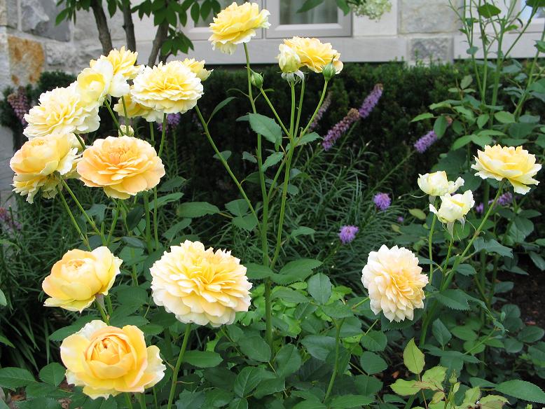 Hoa hồng trồng trong vườn