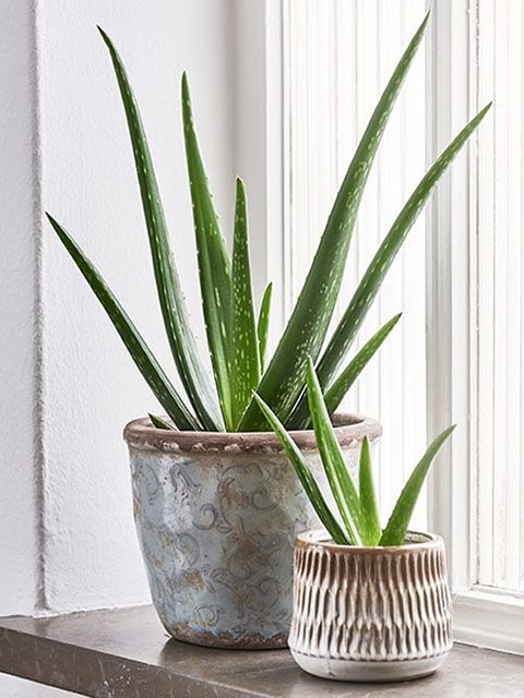 cây cảnh phong thủy để trong nhà