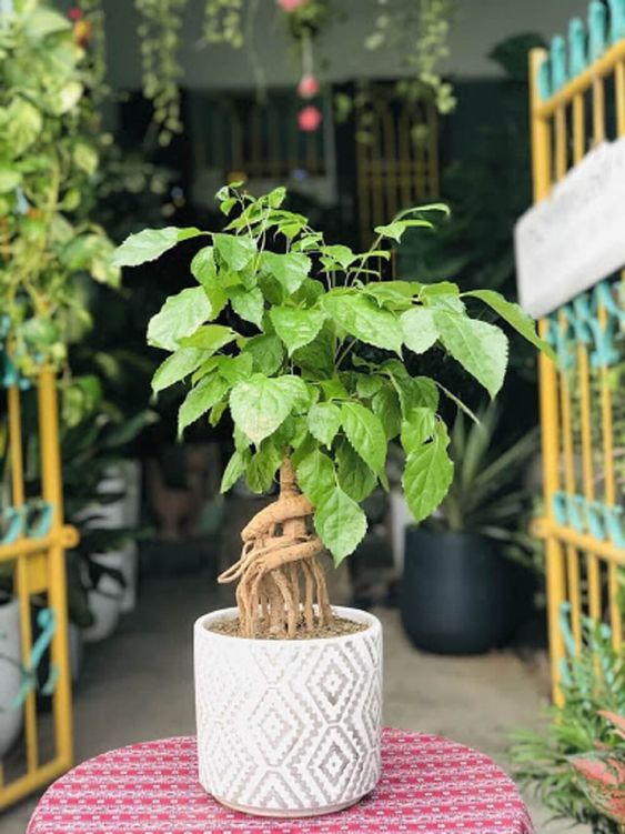 cây cảnh trong nhà giá rẻ