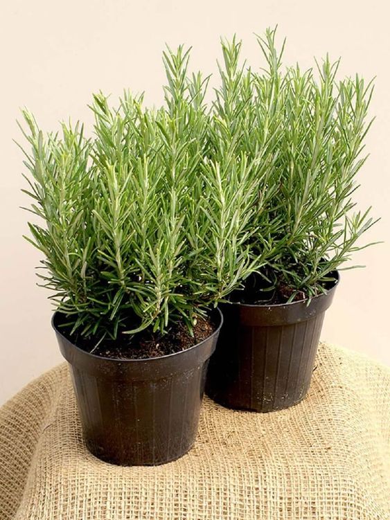 cây cảnh trong nhà giá rẻ