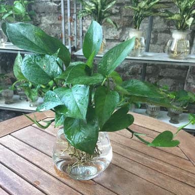 cây cảnh phong thủy để trong nhà