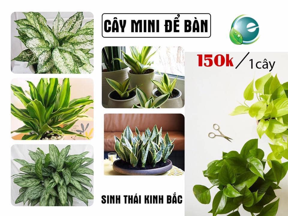 cây cảnh trong nhà giá rẻ