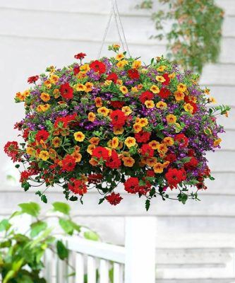 cây cảnh trong nhà giá rẻ