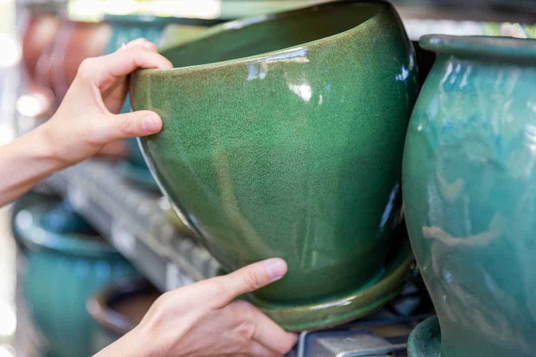 cây cảnh văn phòng giá rẻ