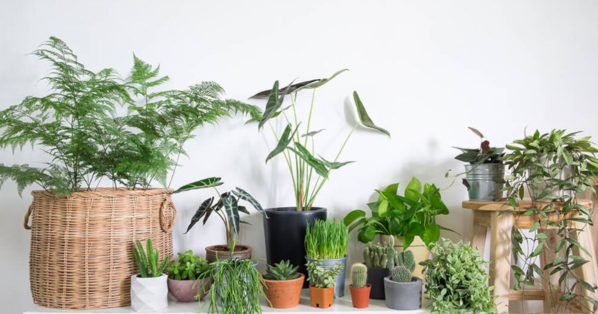 cây cảnh văn phòng giá rẻ