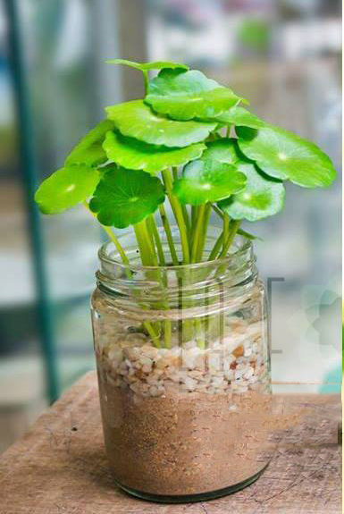 cây cảnh hút tài lộc vào nhà