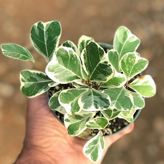 chậu cây cảnh mini trong nhà