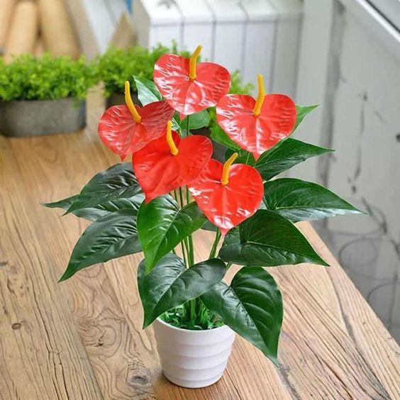 chậu cây cảnh mini trong nhà