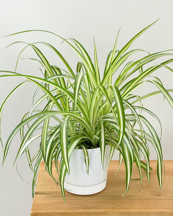 chậu cây cảnh mini trong nhà