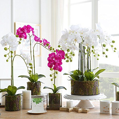 cây để bàn làm việc hợp mệnh Thổ