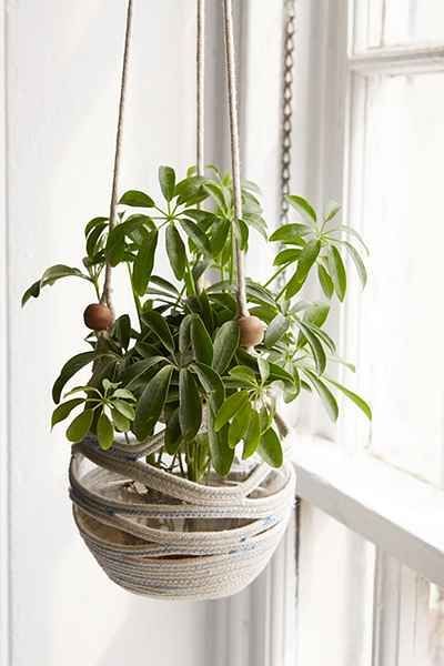 cây để bàn làm việc hợp mệnh Mộc