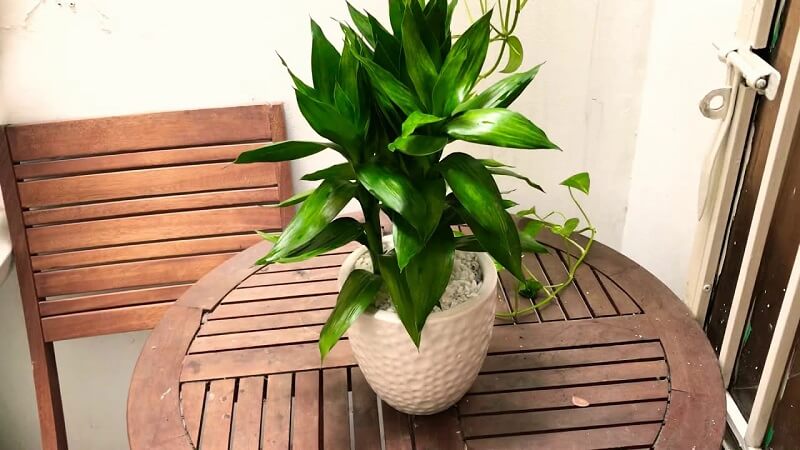 cây cảnh văn phòng theo phong thủy