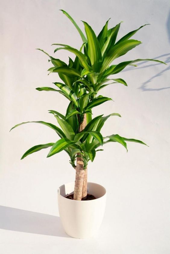 cây để bàn làm việc hợp mệnh Thổ