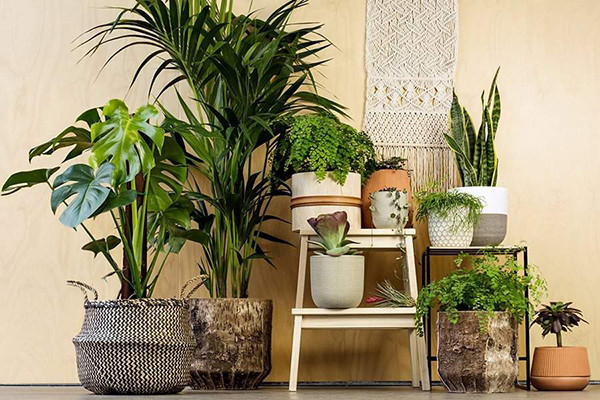 cây cảnh hút tài lộc vào nhà