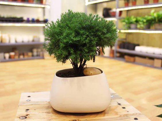 chậu cây cảnh mini trong nhà