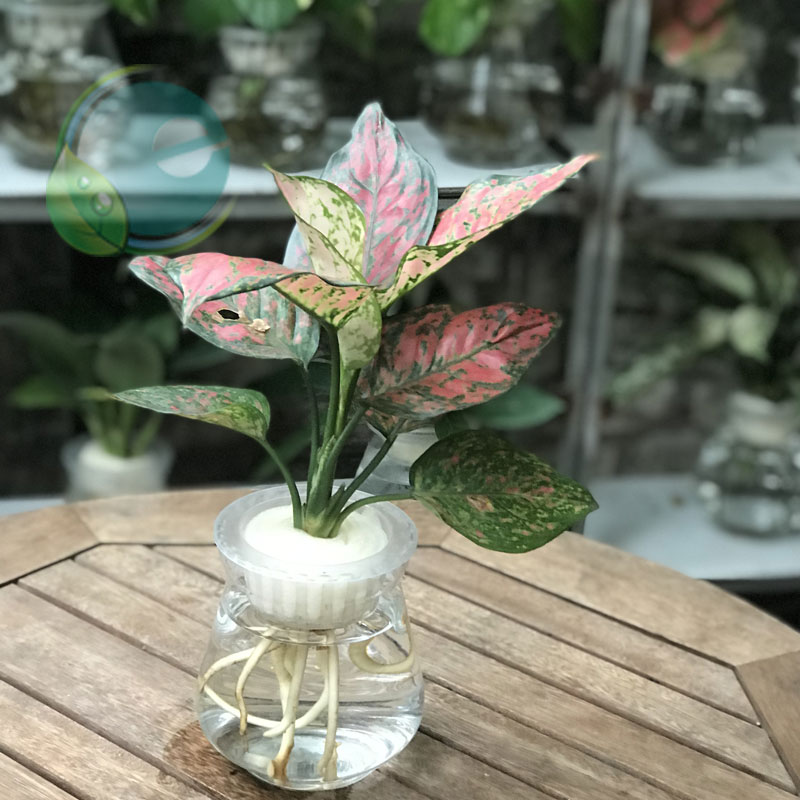 cây cảnh hút tài lộc vào nhà