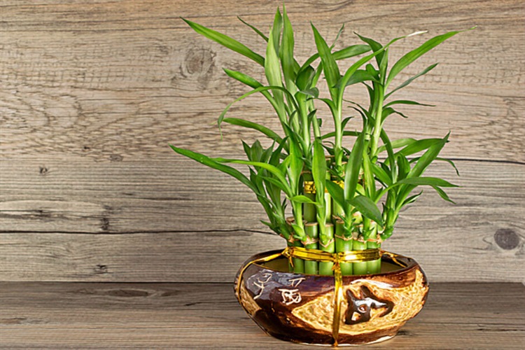 cây cảnh hút tài lộc vào nhà