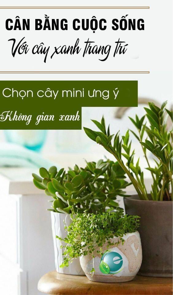 cây cảnh phong thủy để bàn