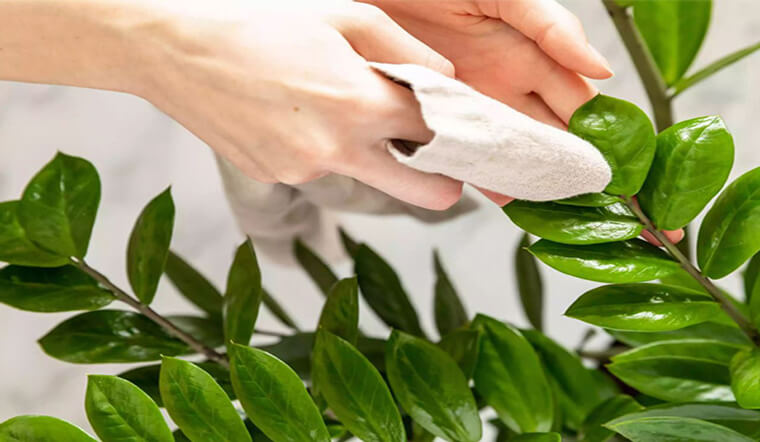 cây cảnh văn phòng giá rẻ