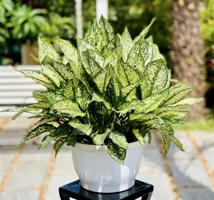 cây cảnh văn phòng dễ sống