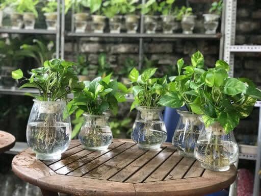 cây cảnh để trong nhà hợp phong thủy