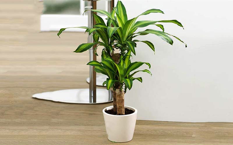 cây cahr văn phòng dễ sống