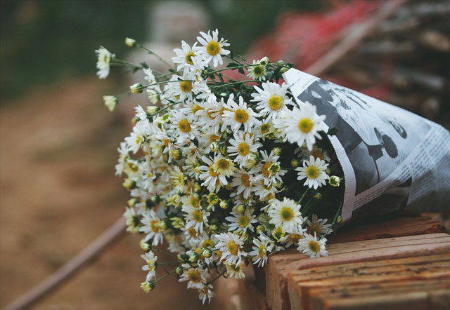 Ý nghĩa hoa cúc trắng trong đám tang