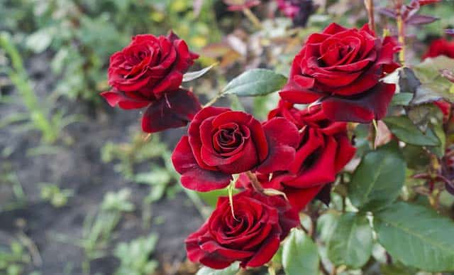 các loại hoa hồng đẹp nhất