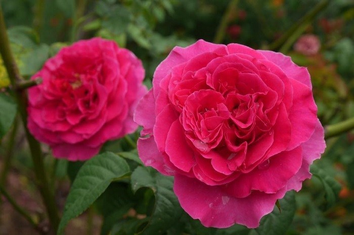 các loại hoa hồng đẹp nhất