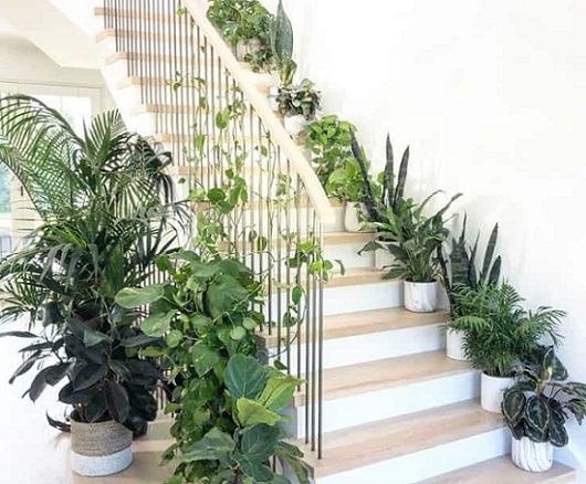 Cách trang trí nhà với cây xanh